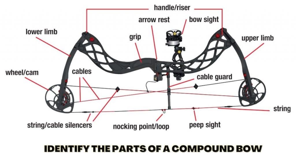 How To Identify The Parts Of A Compound Bow Beginners Guide 2022 1946