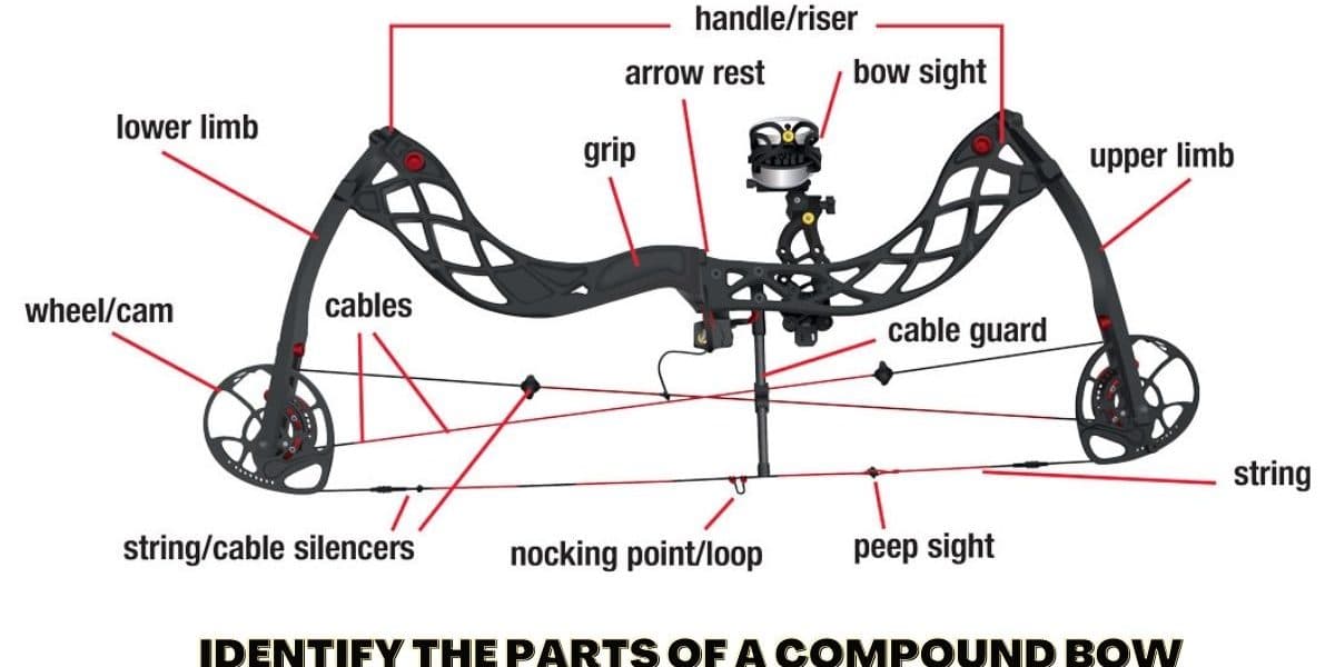 How to Identify the Parts of a Compound Bow