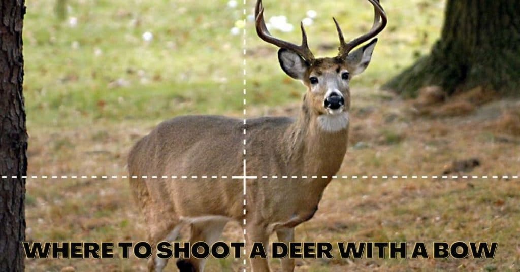 Where to Shoot a Deer with a Bow