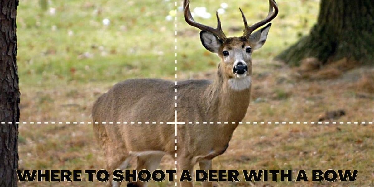 Where to Shoot a Deer with a Bow