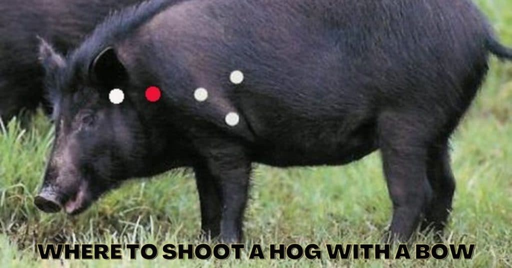 Where to Shoot a Hog with a Bow