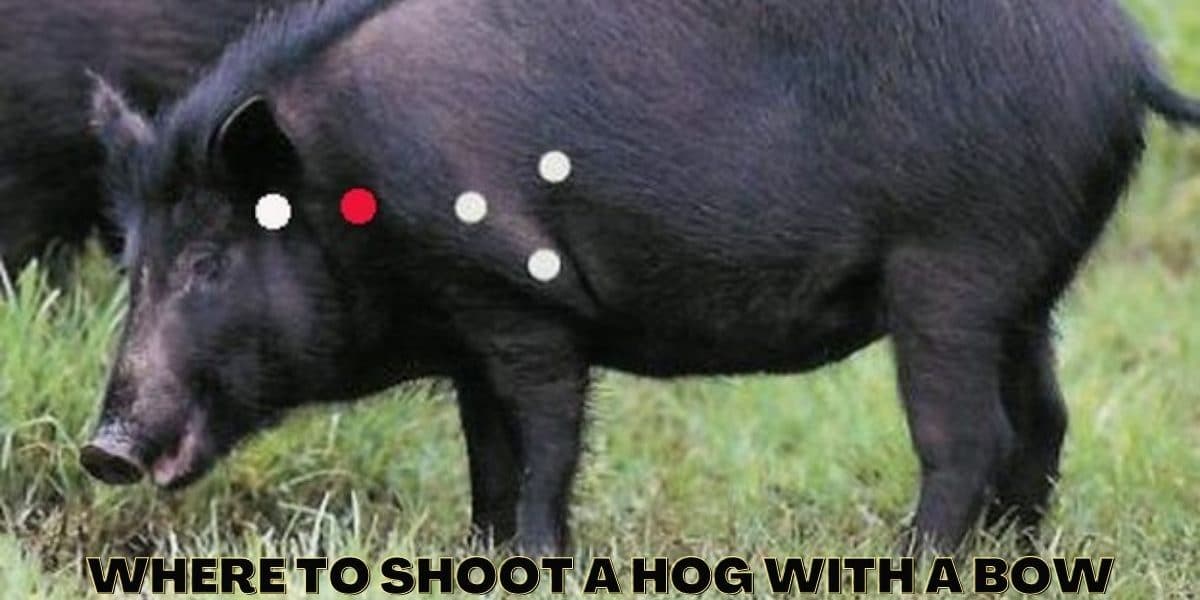 Where to Shoot a Hog with a Bow