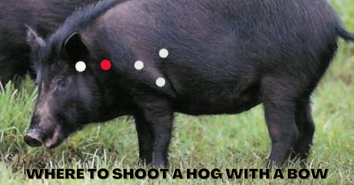 Where to Shoot a Hog with a Bow [Beginners Guide 2021]